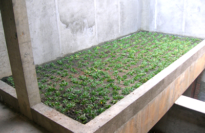 Green Roof Waterproofing Complex of Flat Roofs in Gunawan Indonesia